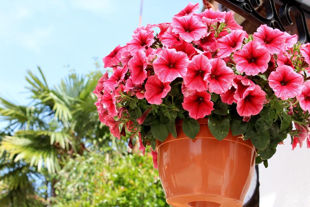 Apartments Garden Ровинь Экстерьер фото